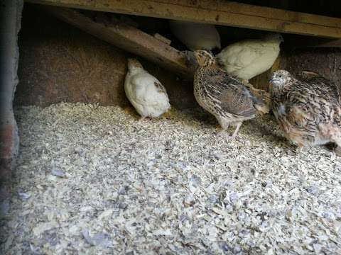 Nelsons quail photo